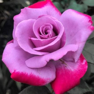 RARE Purple Red  ROSE flower tree Bush 2,5,10  or 20 Seeds (No plant) -Combined shipping (Pay shipping only for the first item) -Usa Seller