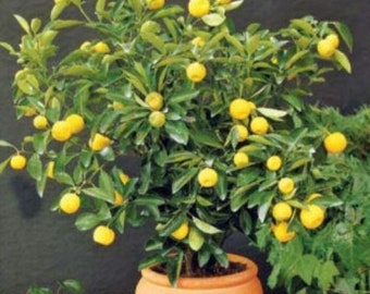 RARE Bonsai Dwarf LEMON fruit 5 SEEDS -Very Juicy, Can grow indoors in a Pot (Fresh harvested in our Us Farm) Ships fast next day
