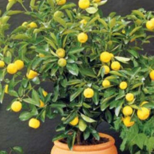 RARE Bonsai Dwarf LEMON Fruit Plant 5 SEEDS Very Juicy Can Etsy