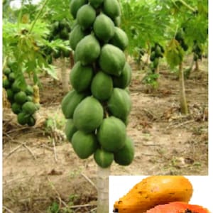 RARE Dwarf Solo PAPAYA Fruit 3 ,15 or 30 seeds (no plant ) -Grow Indoors Or Out- Combined shipping (Pay shipping just for the first item) Us
