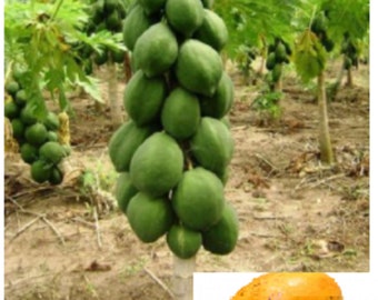 Papaya Seeds Rare Yellow Dwarf Waimanalo Natural Tropical Papaya Seeds SL 1000 