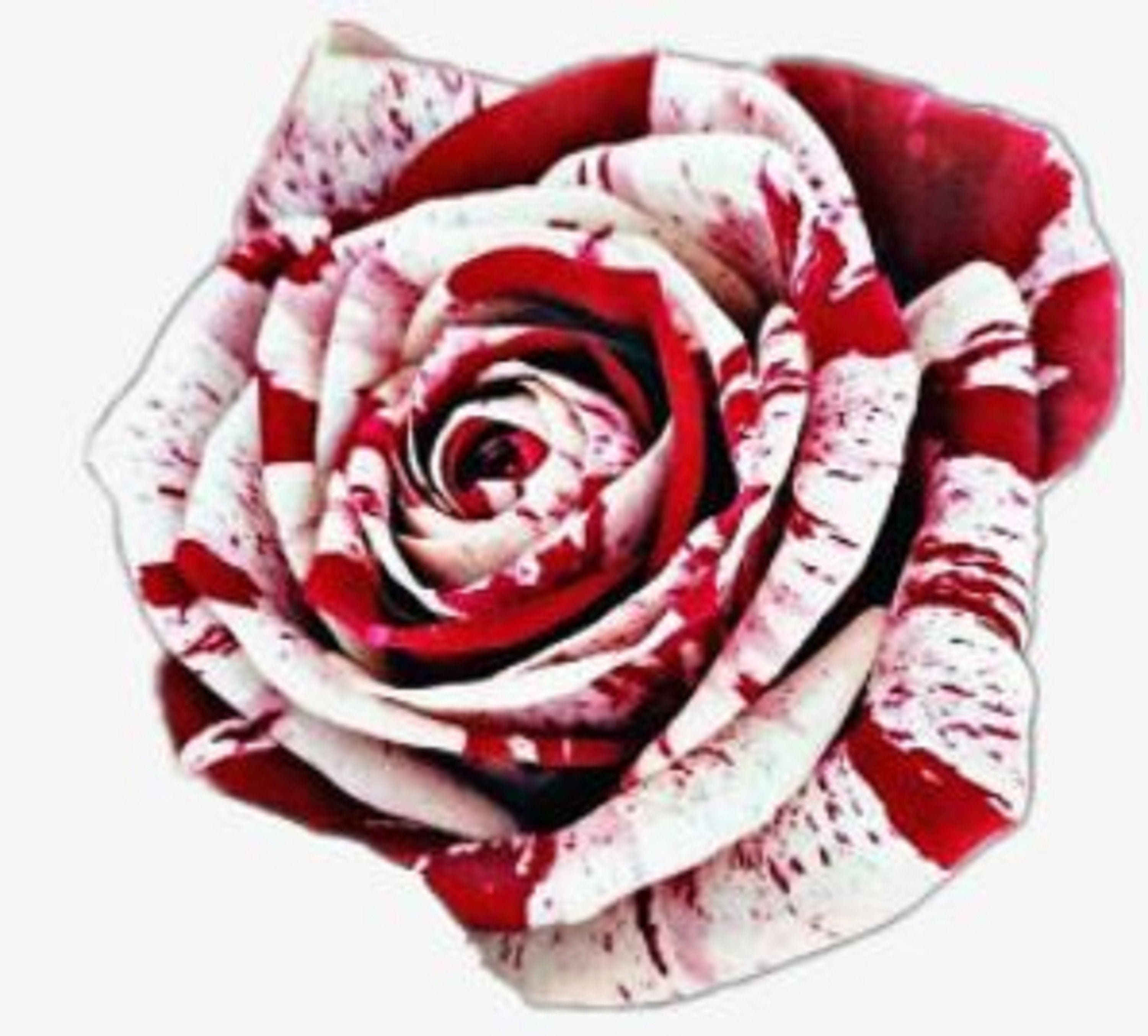 RARE no Plant Red Blood ROSE Flower Tree Bush 3 10 20 or 30 Etsy