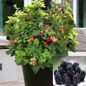 RARE Dwarf Baby cakes BLACKBERRY fruit  5, 30 ,50 or 100 SEEDS-(grows up to 4 ft. tall. And 4 ft. wide(Grow In Or Out) Combine shippingUsa D