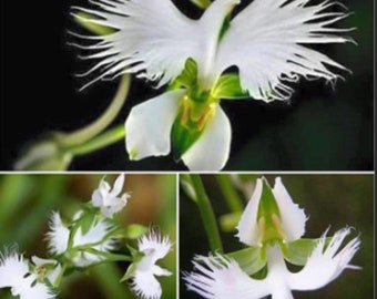 RARE White Dove -Egret Flower- Stunning Papery-looking Flower Plant-2 ,5 or 10 SEEDS-Combined shipping discount- Ships same day from Usa