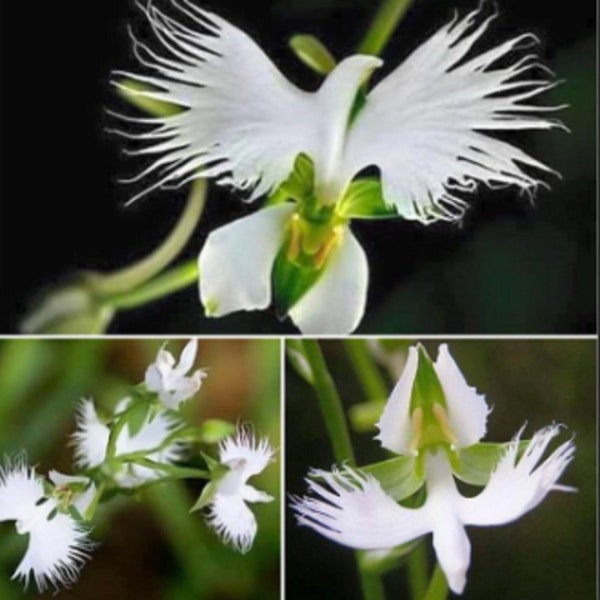 RARE White Dove -Egret Flower- Stunning Papery-looking Flower Plant-2 ,5 or 10 SEEDS-Combined shipping discount- Ships same day from Usa