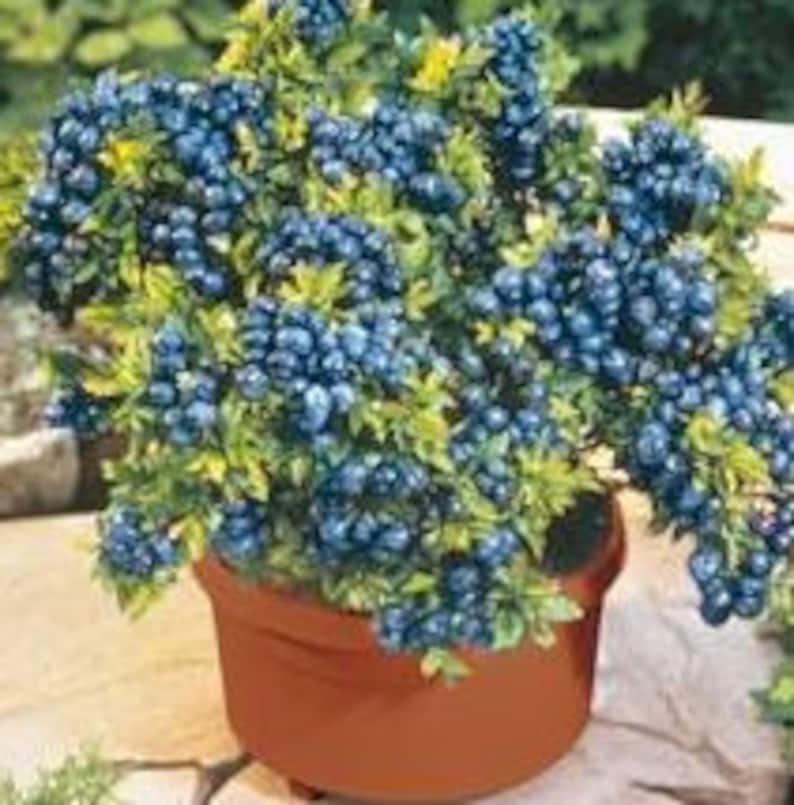 N RARE Bonsai DWARF Sunshine BLUEBERRIES 5 ,40 ,100 0r 200 Seeds Combined shipping DiscountPay just for the first itemGrow Indoors Or Out image 6