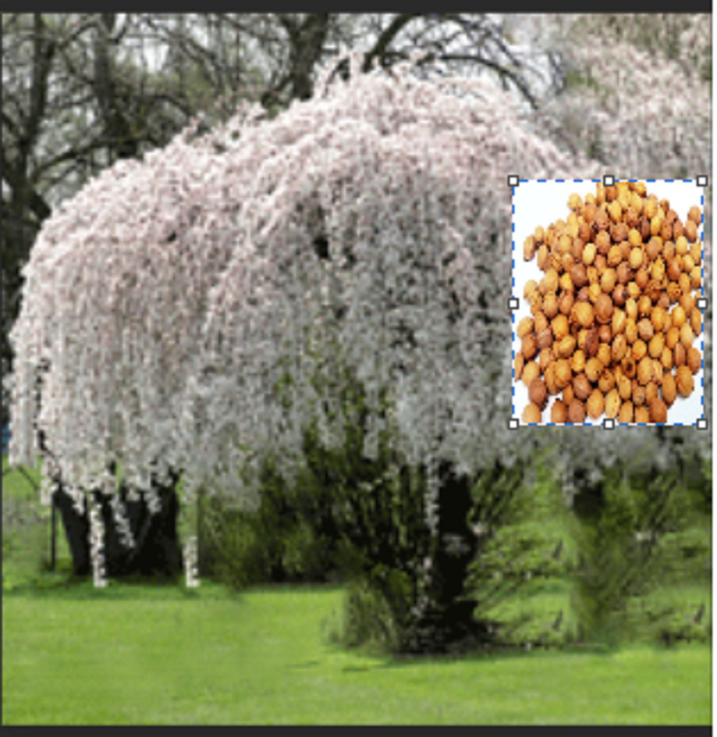 snow fountain weeping cherry trees