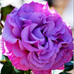 Rare  Hybrid PURPLE  ROSE tree flower Plant (3,10,20 or 30 SEEDS )Combined shipping Discount (Pay shipping just for the first item)Usa