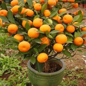 RARE Dwarf Mandarin Orange-Grows Indoors in a Pot or Out(2,6,10 SEEDS)Very Sweet fruit(Non-GM0)Fresh harvested in our US Farm Ship same dayD