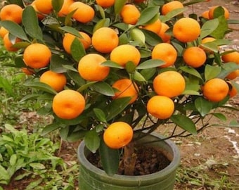 RARE Dwarf Mandarin Orange-Grows Indoors in a Pot or Out(2,6,10 SEEDS)Very Sweet fruit (Non-GM0)Fresh harvested in our US Farm,Ship same day