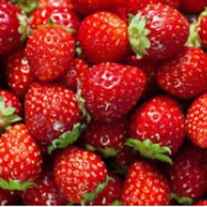 V RARE CLIMBING STRAWBERRY Fruit Plant Tree 2 ,30 ,100 or 200 Seeds Combined shipping Pay shipping just for the first item Usa Seller image 3