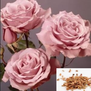 RARE (no plant )Sterling Silver ROSE tree flower Bush (3,10 20 or 30 seeds )Combined shipping Discount(Pay shipping just for the first item)