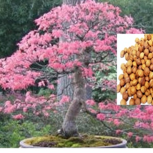Rare Kwanzan Cherry Bonsai Tree 3 ,10 ,20 SEEDS + Instructions (no plant) (Combined shipping Discount) Grow in or outdoors /Usa Seller