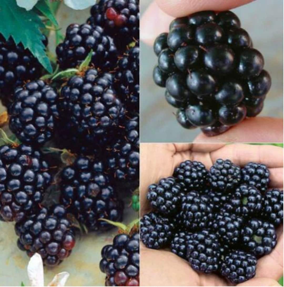 SEEDS GIANT Kiowa BLACKBERRY 5, 15 ,30, 100 or 200 Seedsno Plant rubus