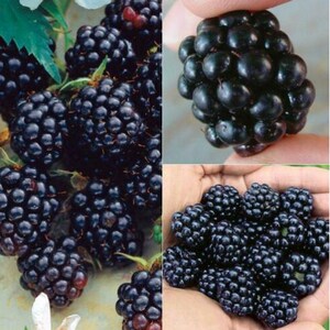 Kiowa Blackberry Seeds (Rubus Ursinus)