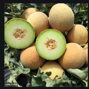 Melon Seeds for planting. Instructions included
