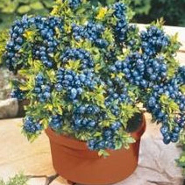 RARE Dwarf BLUEBERRIES 5,30,100 or 200 SEEDS-Can Grow indoors in a Pot -Very Sweet (Fresh harvested in our Us Farm)Shipping Disc