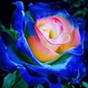 RARE-English Blue and Yellow ROSE flower tree -5 ,10, 20 or 30 SEEDS-Combined shipping Discount(Pay shipping only for the first item)Usa Sel