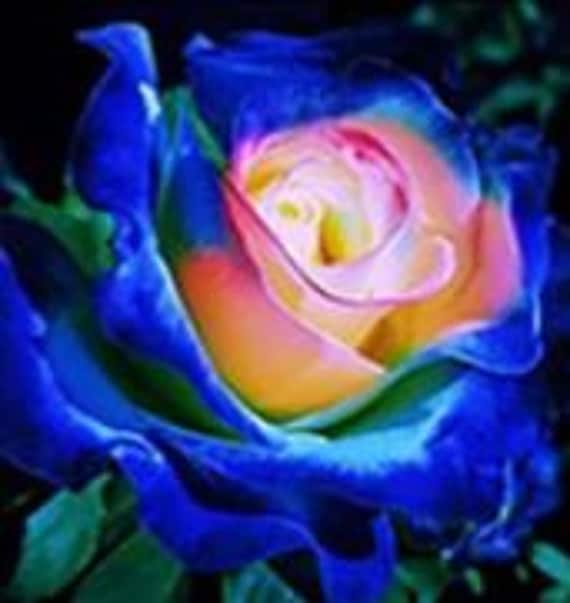 Rareenglish Blue and Yellow ROSE Flower Tree 5 10 20 or 30 Etsy
