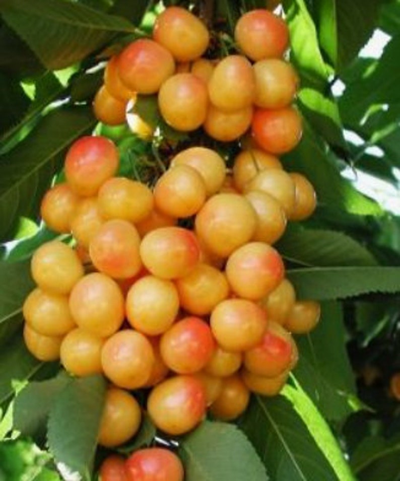 GardenSuppliesCo Rainier Cherry Tree Seeds - Thumbnail 4