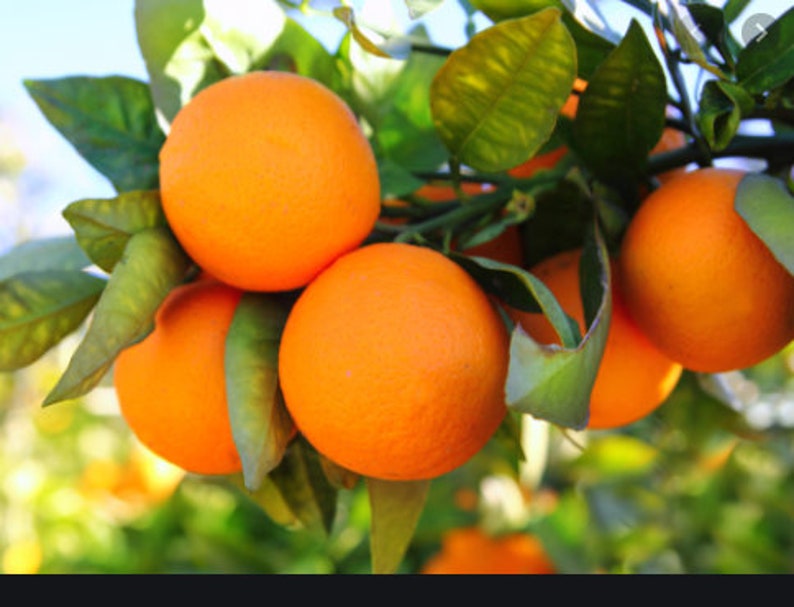 GardenSuppliesCo Orange Tree Seeds