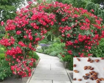 RARE Climbing ROSE plant (3 ,10 or 20 SEEDS) Dark pink blooms -Combined shipping Discount (Pay shipping just for the first item) -Usa seller