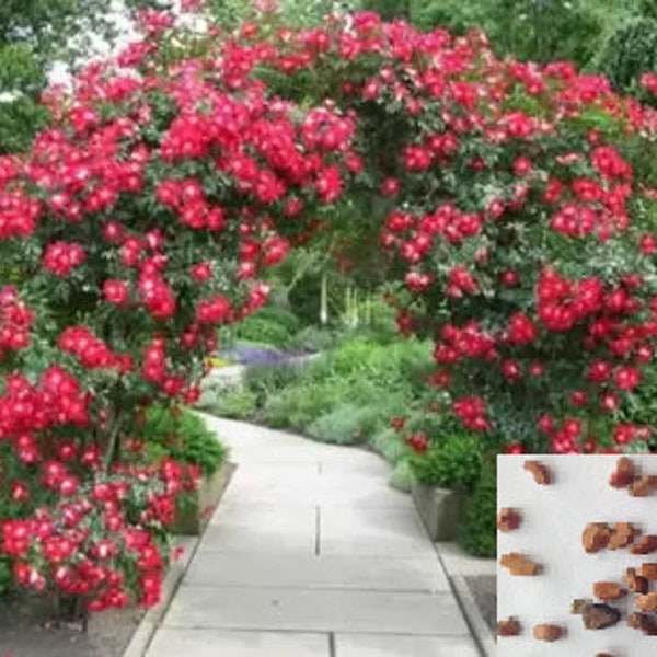 RARE Climbing ROSE plant (3 ,10 or 20 SEEDS) Dark pink blooms -Combined shipping Discount (Pay shipping just for the first item) -Usa seller