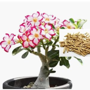 RARE COLIBYOU Desert Rose  Bonsai (Adenium Obesum )2,5 or 10. SEEDS (shipping Discount (Pay shipping only for the first item) Usa Seller
