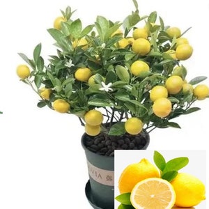 RARE Dwarf Bonsai Lemon -Great for container growing indoors or out (2,5 or 10 SEEDS)-Very juicy and Tasty fruit -Fresh Harvested Us farm-