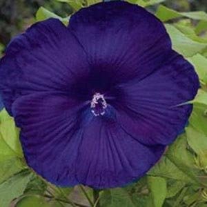 RARE- Hibiscus Dinnerplate Purple Giant-Gorgeous Flower-Can grow Indoors  or Out-2,5 or 10 SEEDS + instructions Fresh Harvested Fast