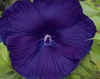 RARE- Hibiscus Dinnerplate Purple Giant-Gorgeous Flower-Can grow Indoors in a pot or Out-2,5 or 10 SEEDS + instructions Fresh Harvested Fast