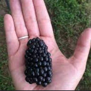 RARE GIANT BLACKBERRY fruit 2,10,30,60 0r 120 Seeds- Combined shipping ( Pay shipping just for the first item) Grow In Or Out -  Usa Seller