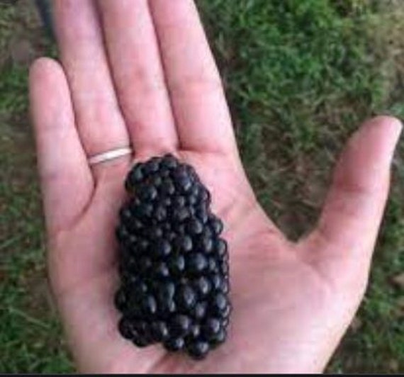 RARE GIANT Blackberry Fruit SEEDS measures up to 3 Long and