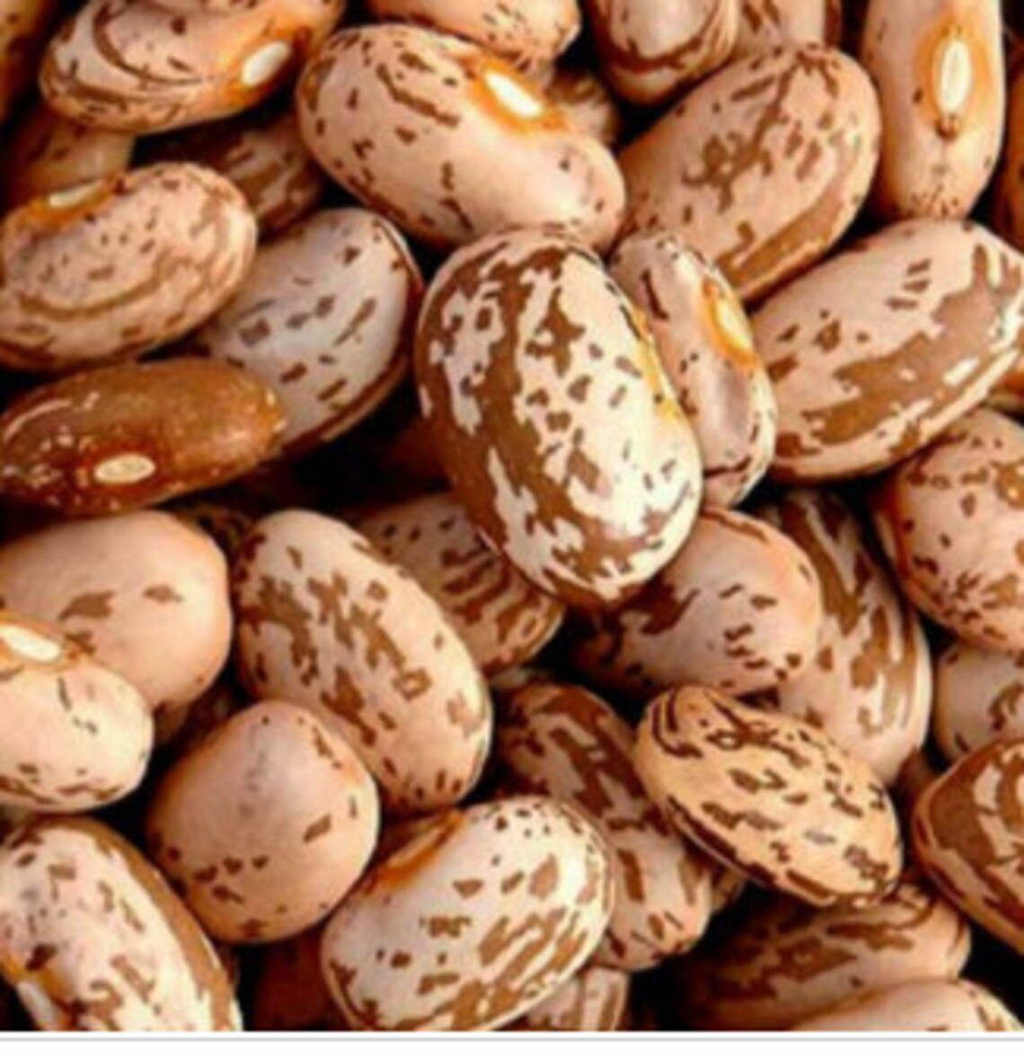 Pinto Bean tree plant 10 seeds Combined shipping Pay Etsy