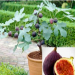 RARE Dwarf Fig Bonsai-Grow indoors in a Pot or Out (2.10.30 or 100 SEEDS-Very Juicy and Sweet fruit (Fresh from our Us Farm) Ship same day