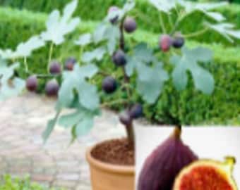 RARE Dwarf Fig Bonsai-Grow indoors in a Pot or Out (2.10.30 or 100 SEEDS-Very Juicy and Sweet fruit (Fresh from our Us Farm) Ship same day