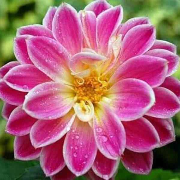 RARE- Dahlia Louise pink 3  ,6 or  10  SEEDS (shipping Discount (Pay shipping only for the first item) Usa Seller US