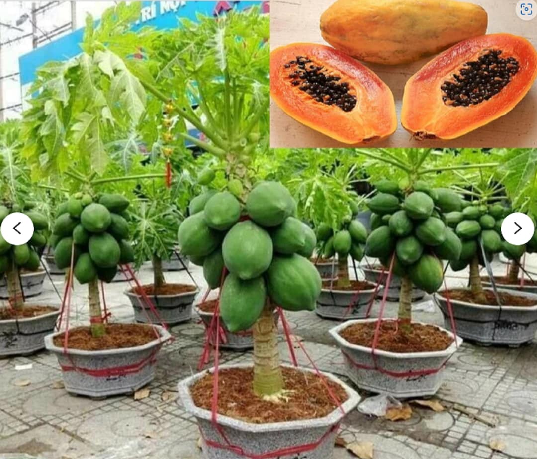 RARE Dwarf Thai Papayagrows Indoors Small Plant T2,10.20,30 Seedsvery