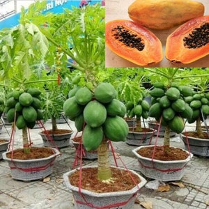 RARE Dwarf Thai PAPAYA-Grows indoors small plant t(2,10.20,30 SEEDS)Very Sweet Fruit tree-Fresh harvested in our Usa Farm-Same day shipping
