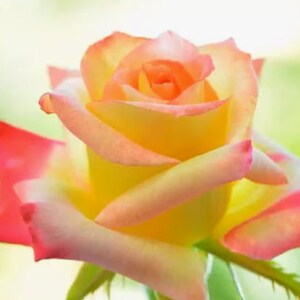RARE Multi-color ROSE Flower Bush Plant (3,10, 20 or 30 SEEDS ...