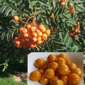 RARE  Golden Berry fruit Tree  5,20 or 40 seeds -Combined shipping Discount ( Pay shipping just for the first item)-  -USA Seller