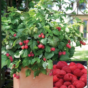 RARE Bonsai Dwarf RASPBERRY Fruit Tree 3,10,30,or200 SEEDS Can Grow Indoors in a Pot -Very Sweet (Fresh harvested in our Usa Farm
