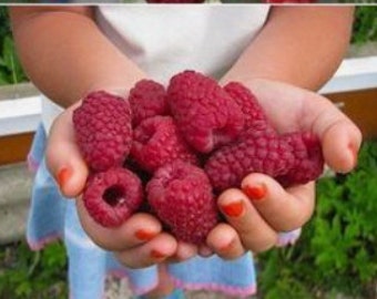 RARE GIANT Raspberry Fruit Tree, Very Sweet & Powerfood 2, 10, 20,40 or 100 SEEDS. Fresh harvested in Our Usa Farm. Next day shipping