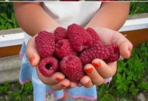 RARE JUMBO Raspberry Fruit Tree, Very Sweet ,delicious & healthy Powerfood  3, 30 ,60 or100 SEEDS.Fresh harvested in Our Usa Farm ,Fast ship