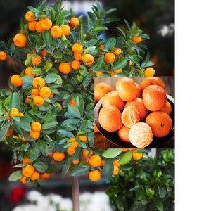 RARE Mandarin Orange California Honey-Grow Indoors or Out(5+SEEDS)Very Sweet fruit tree(Non-GM0)Fresh harvested in our US FarmShips same day