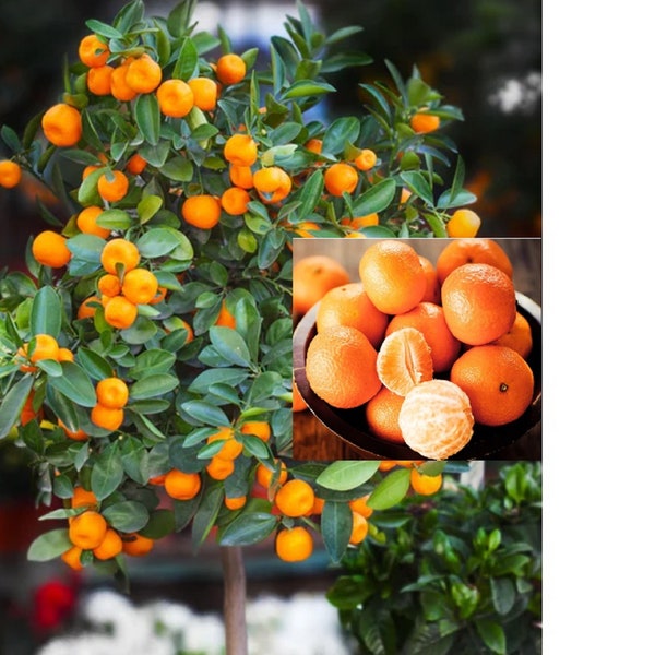 RARE Mandarin Orange California Honey-Grow Indoors or Out(5+SEEDS)Very Sweet fruit tree(Non-GM0)Fresh harvested in our US FarmShips same day
