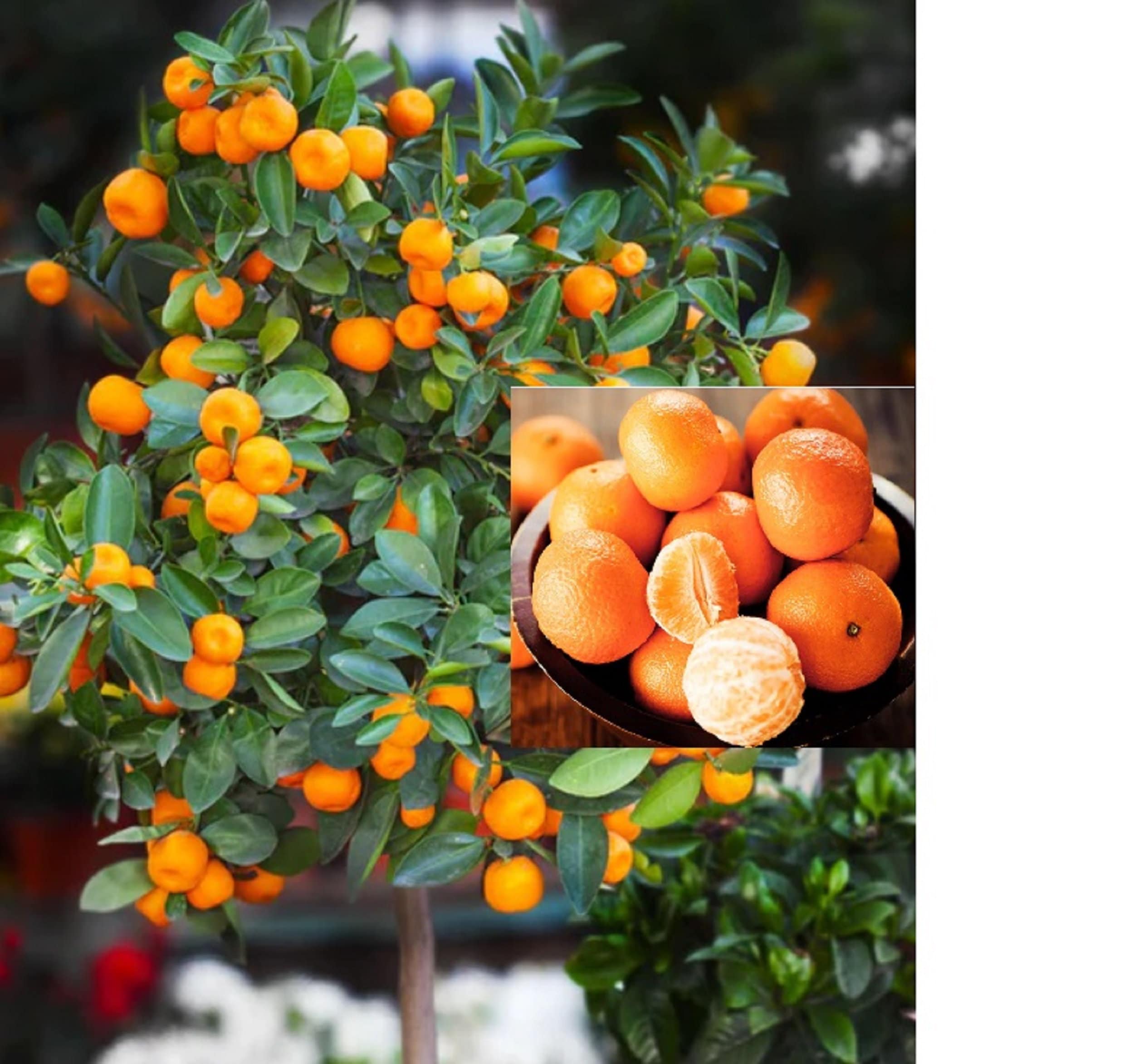 Kishu Mandarin Tree - Etsy