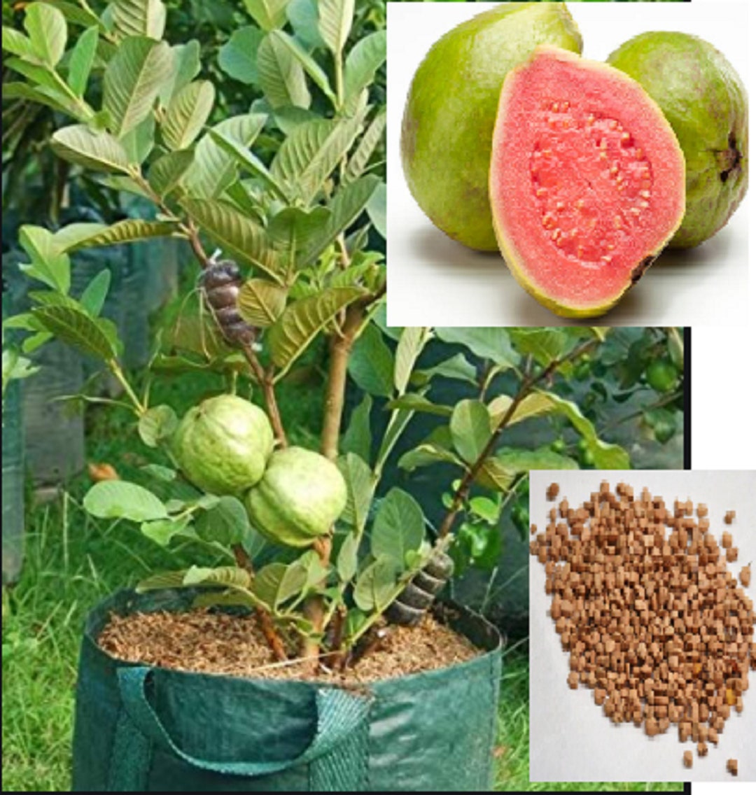 RARE Giant Guava Fruit Tree Seeds – 10 Seeds, Fast Growing, Dwarf, Edible – Indoor/Outdoor – USA Seller