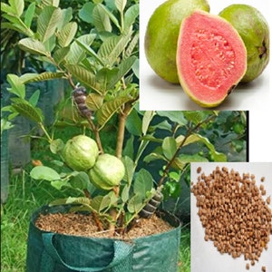 v RARE  Dwarf Guava fruit tree  3 ,10 or 20  SEEDS ( No plant) -Combined Shipping ( Pay shipping just for the first item ) - USA Selle