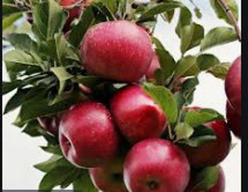 Rareno Plant SEMI DWARF Gala Apple Tree 2 5 or 10nseeds Etsy